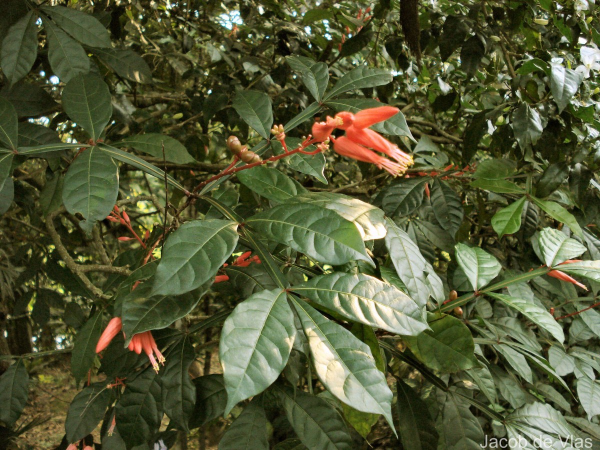 Quassia amara L.
